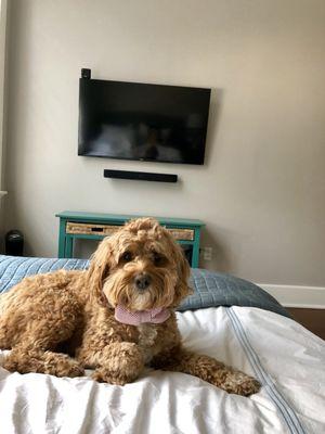 Samsung 47 inch with the Sonos Beam bar. Benson definitely approves!