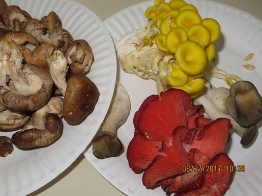 Shitake and oyster mushrooms