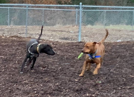 Needham Dog Park