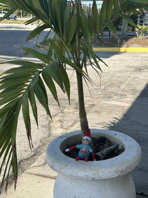 Chippy the elf who lives in west palm beach in the summer