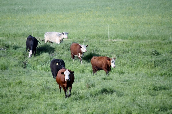 Cattle in front mowing