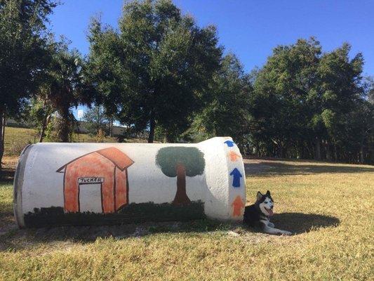 Chillin in the shade on a hot sunny day