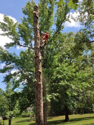 Tree removal landscaping land improvement