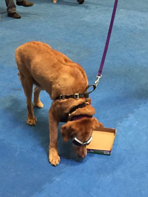 Visually-impaired Owen, in protective goggles, searches for a treat in nose work class.