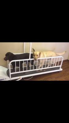 Skye gets lots of exercise at Kimberly's and LOVES the treadmill! She jumps on with her friends!