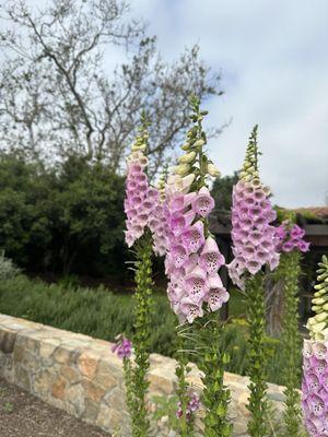 Wildflowers bloom everywhere.