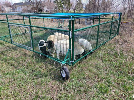 Lamb Tractor