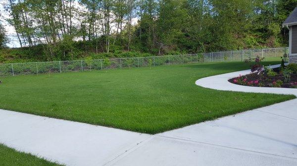 Hydroseeded lawn in Lacey