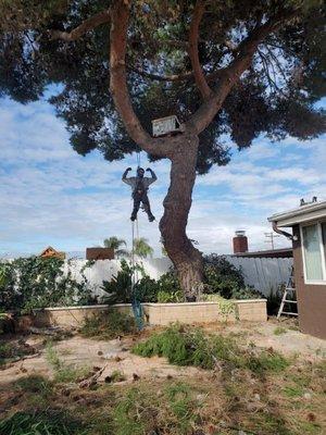 It's Mathew the owner Shungo's Tree Service repelling down from  a fully laced large pine tree.