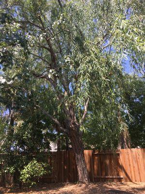 Weeping willow - post-thinning and trimming