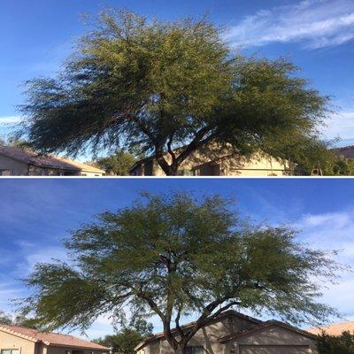 Before and after of mesquite tree in central Tucson. Pruned by certified arborist, Angelo Romeo