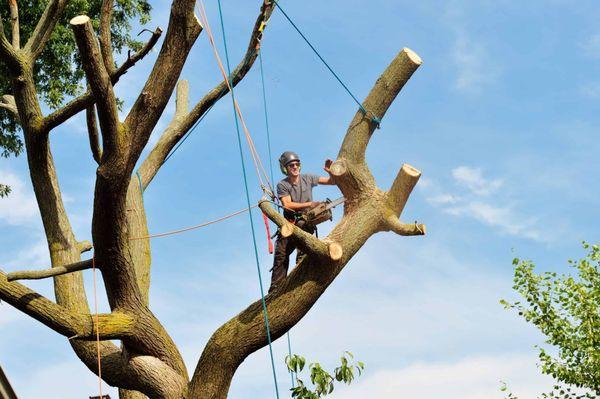 Adolfo's Stump Grinding Service