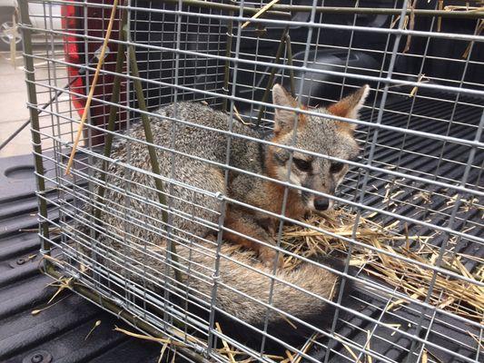 A fox we live trapped and then released for a daycare.