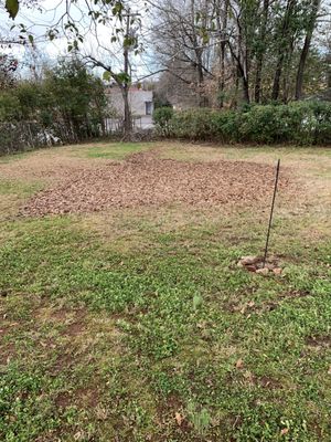 Before: backyard before leaf removal