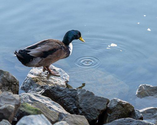 A Duck Thinks About Whether A Soggy Piece Of Bread Is Worth It