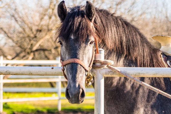 Horses on property, create a great photo shoot.