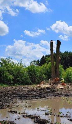 United Arborists