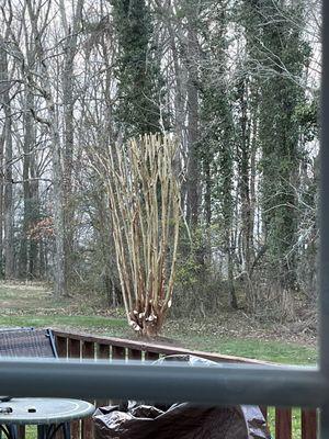 Our trimmed crepe Myrtle, it has been terribly overgrown