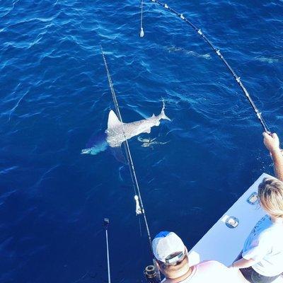 Shark fishing trips.