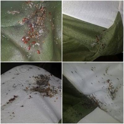 Mattress infested with Bed Bugs!