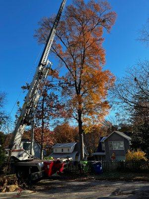 Expert Tree Service