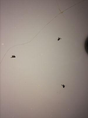 Three flies that I killed and flicked into the sink.