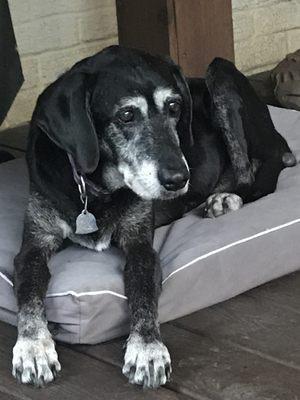 Our sweet Ebby at 13 years old!