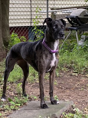 Kya Catahoula Leopard mix