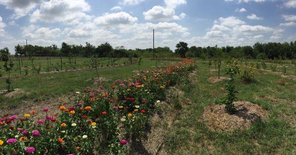 Zinnias we seeded as a cover crop on a berm in a food forest.