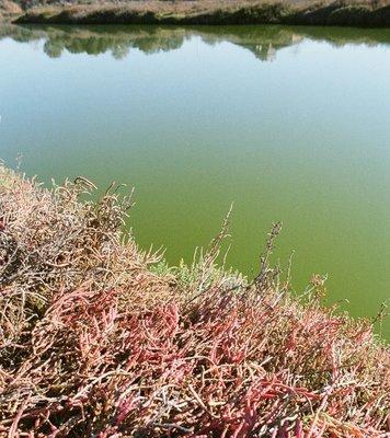 Red-colored pickleweed is shown below, and green-colored water in New Chicago Marsh shown above.