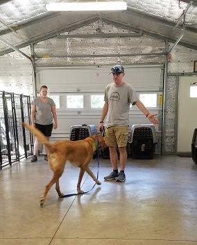 Owner learning to communicate w their pup