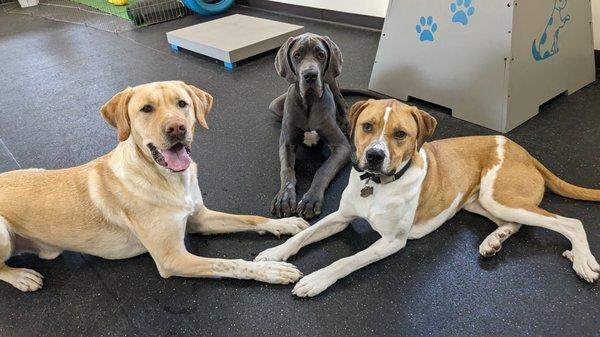 Big dog play group