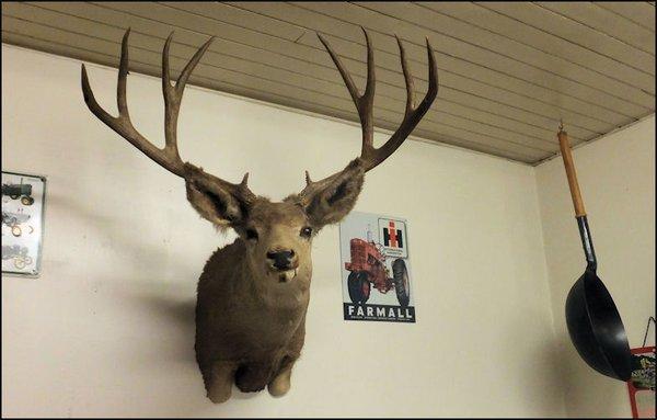 Mr. Mule Deer looks over the restaurant. If you love the outdoors and deer hunting, Davis Creek is "your place."