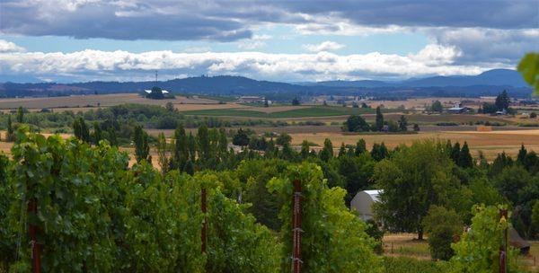 Rainstorm Winery in the Heart of Willamette Valley