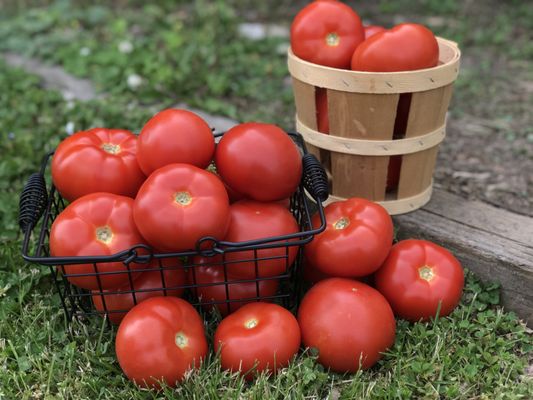 home-grown local tomatoes