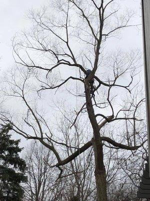 Height up the tree to get those dead branches taken care of