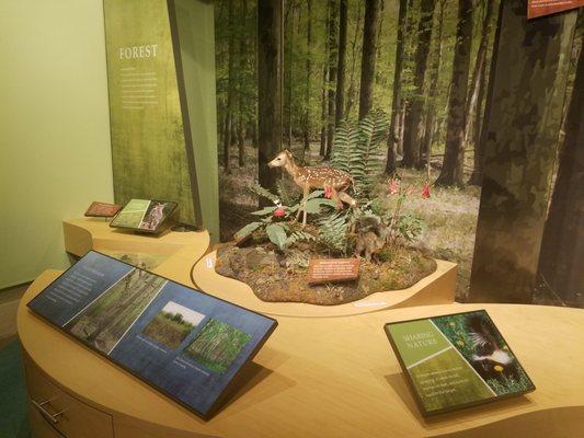 We really enjoyed Lord Stirling Park. Flat trails and a nice environmental education center to explore.