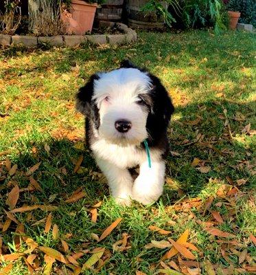 Duke, the Old English Sheepdog Puppy during his second puppy training lesson.