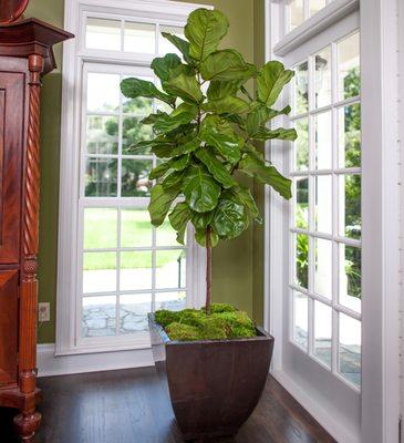 Fiddle Leaf Tree