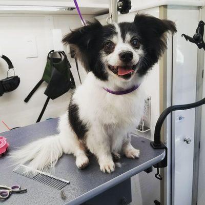 This lil man is a papillion Chihuahua mix.can you tell ? He got a feet,butt,ear trim and did great. Mom stayed and helped him stay calm:)