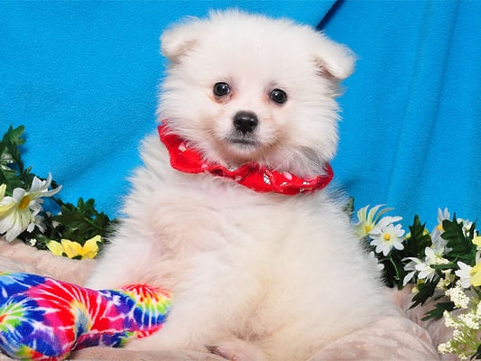 Adorable American Eskimo puppy