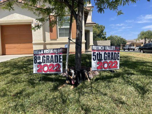 Lady is excited for her brother and sister and LOVES their signs!