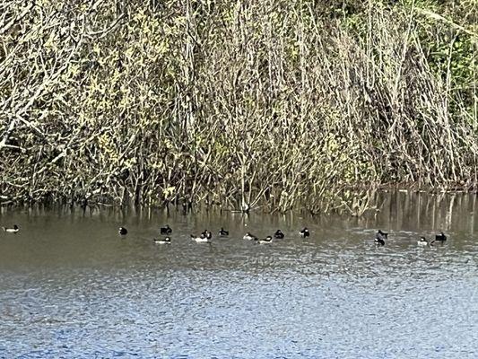 Ducks in on site natural pond