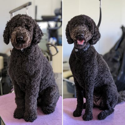 Ori's summer cut!