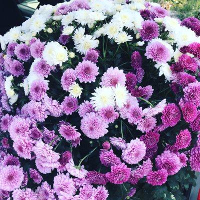 Beautiful mums