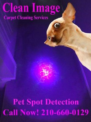 Pet Spot Detection.  Hot water extraction and pet spot treatments are needed for pet odor control. Call Now! 210-660-0129