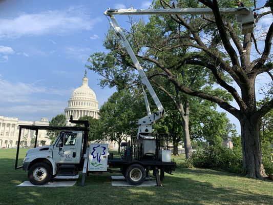 RTEC crew removing a hazardous tree at the US Capitol: Tree Removal