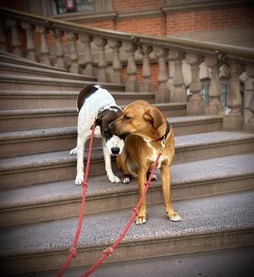 World of Animals At Rittenhouse