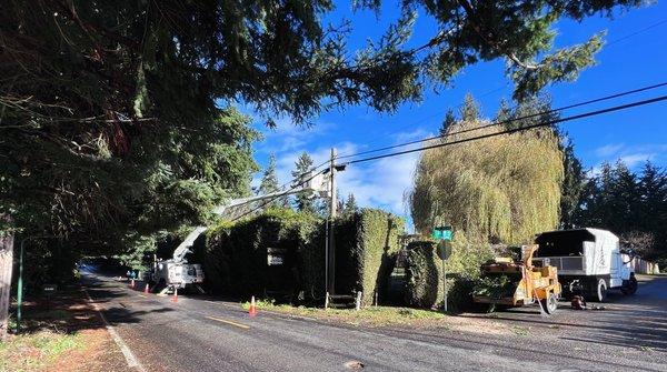 Western Hemlock Tree & Stump Service