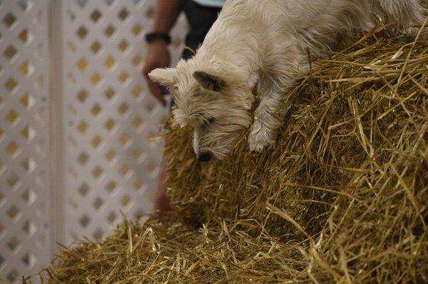 Barn Hunt practices and trials.